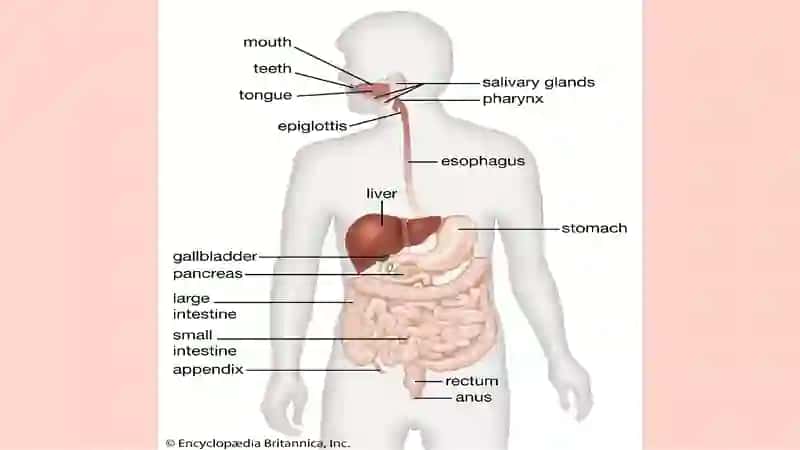 THE ALIMENTARY TRACT OF HUMAN BEING 3