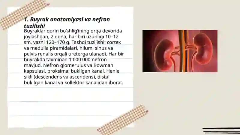 Buyrak Anatomiyasi va Nefron Tuzilishi 3