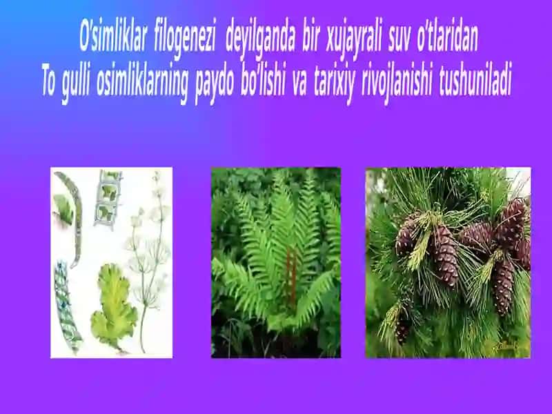 O’simliklar filogenezi 3