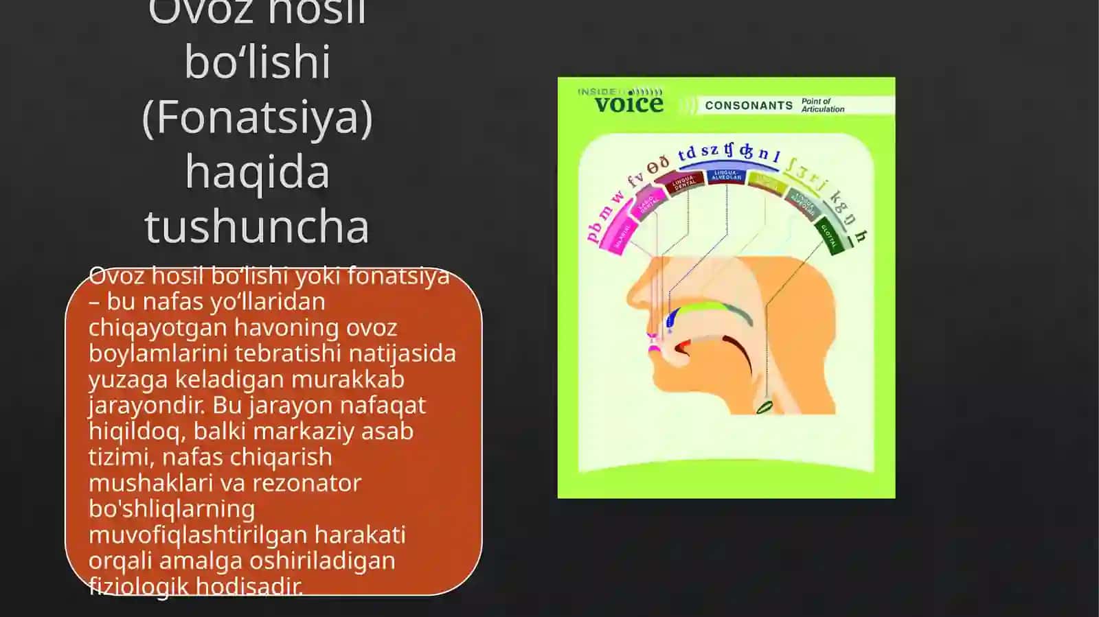 Ovoz paydo bo'lish mexanizmi/odam anatomiyasi 3