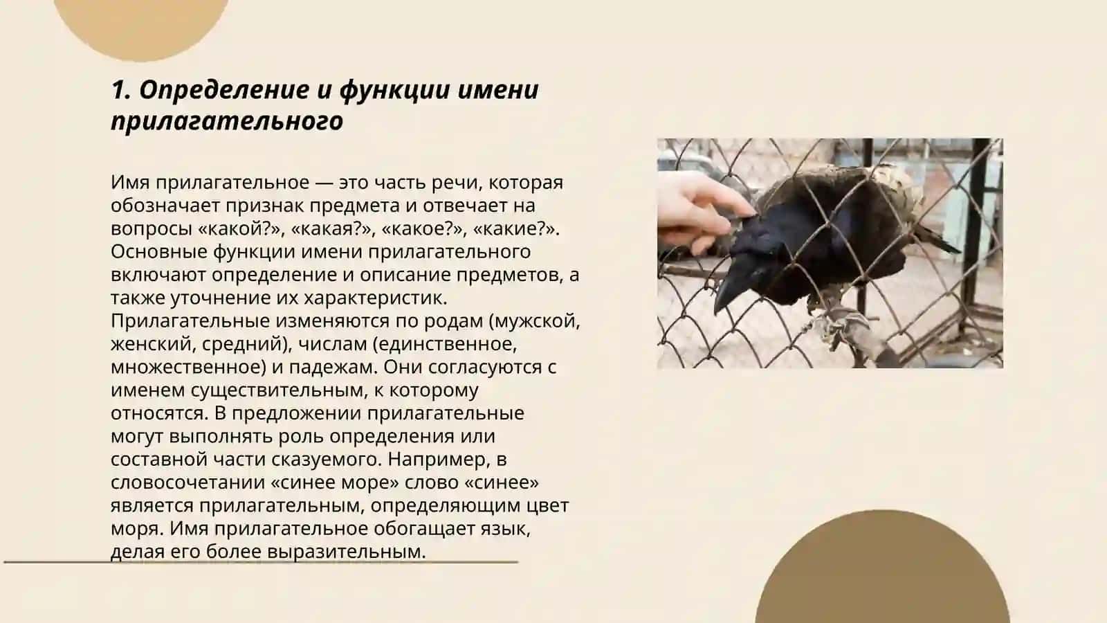Имя прилагательное и его классификация 3