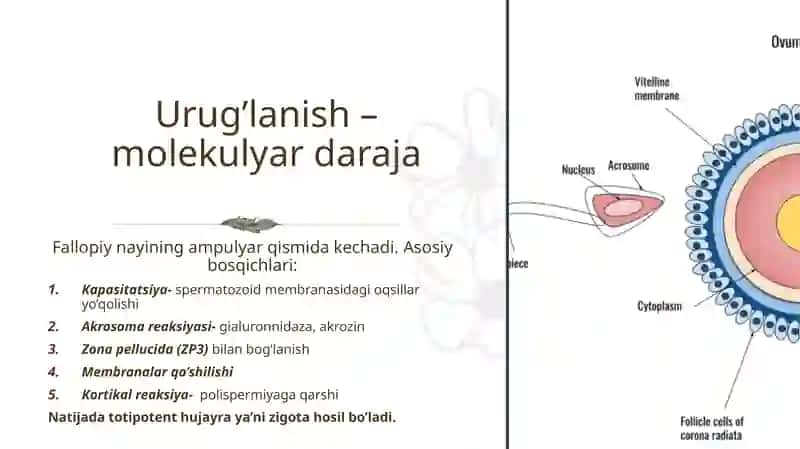 Prezintatsiya Embriogenez (Gistologiya) 3