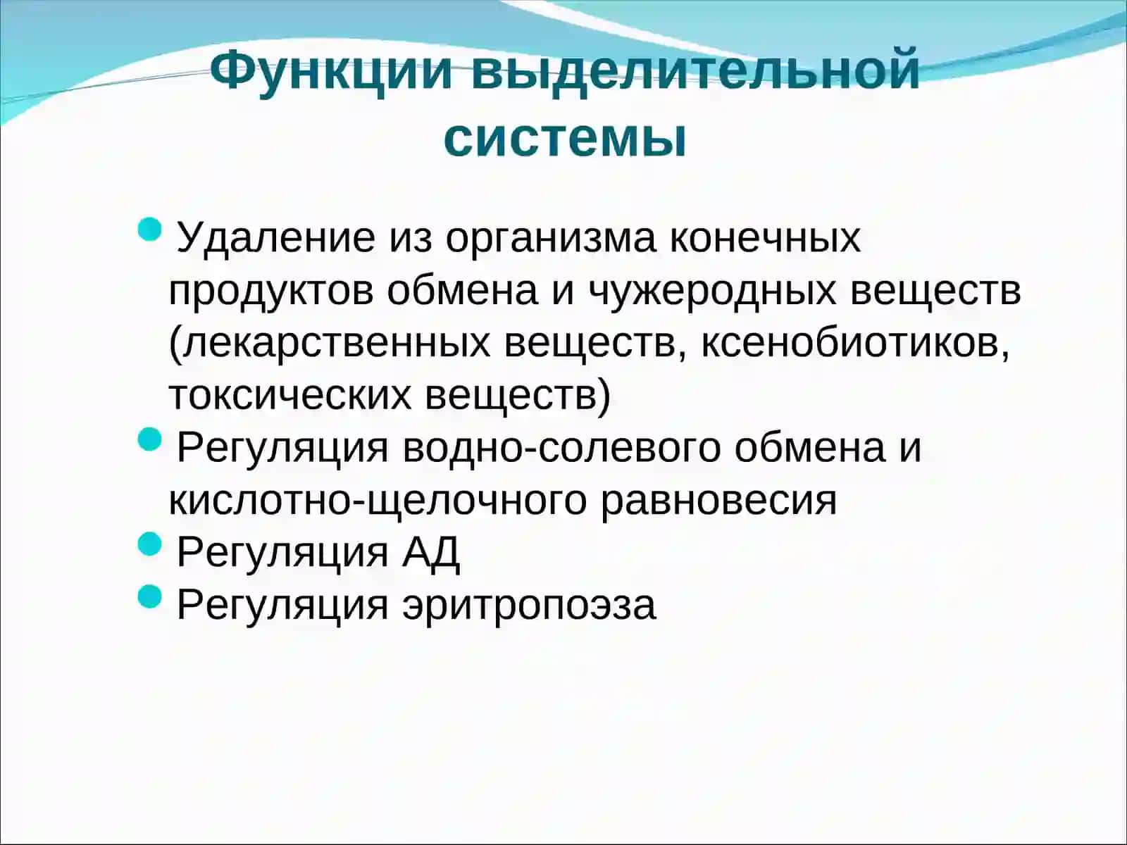 Мочевыделительная система 3
