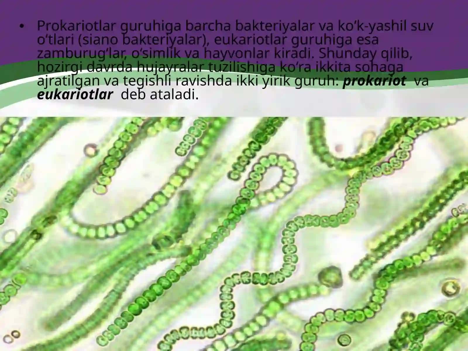 Prokariot hujayra 3