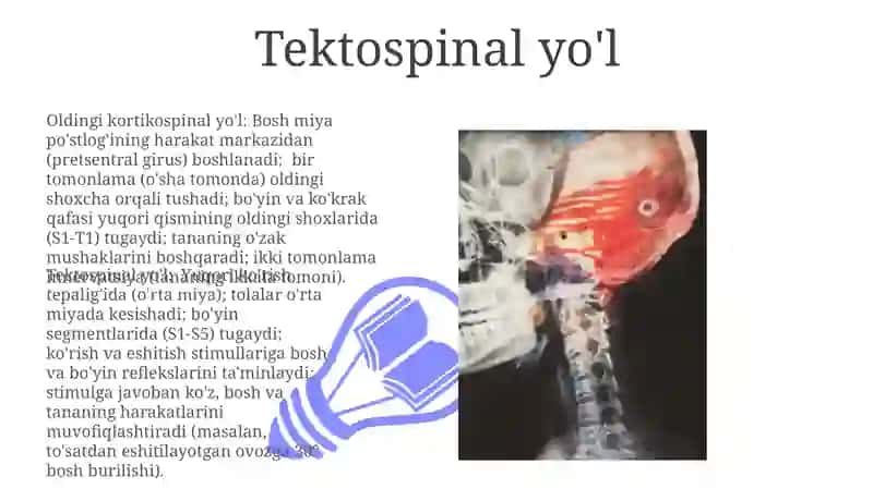 Orqa miya yo'llari 3