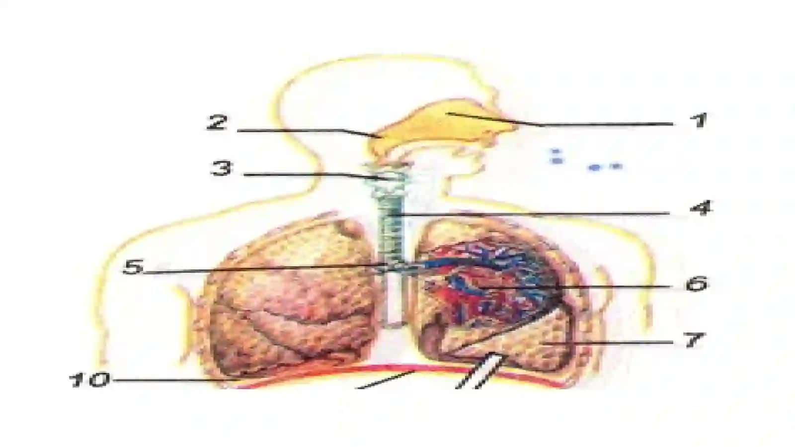 Nafas harakatlari 3