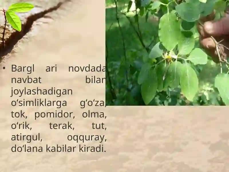 Novdada barglarningbarg joylashishini tahlil qilish 3