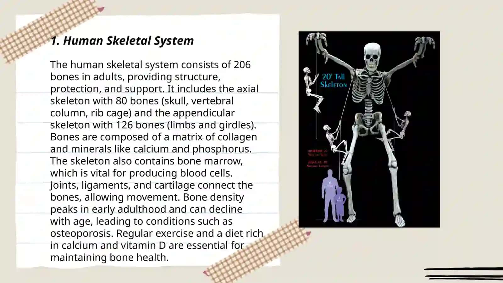 Skeleton Model 3