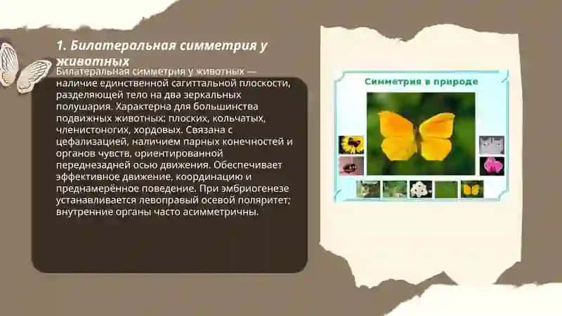 Симметрия в природе 3
