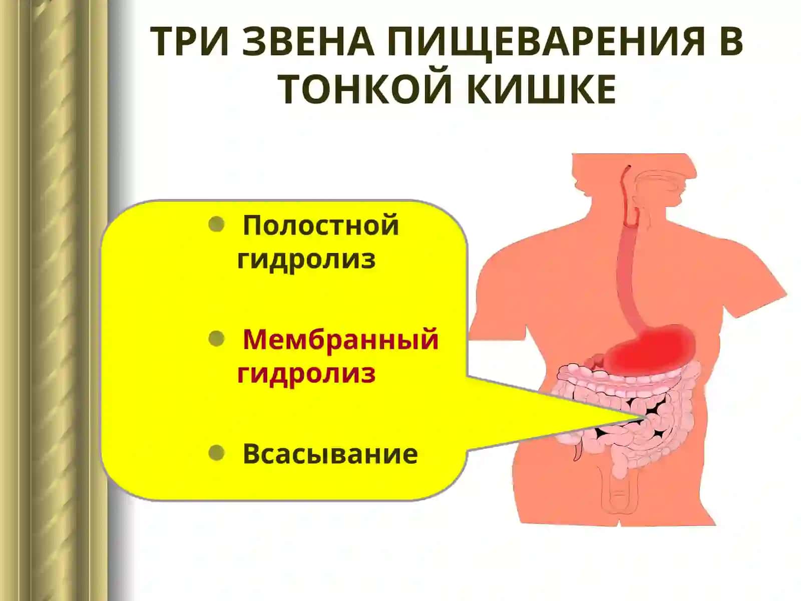 ТРИ ЗВЕНА ПИЩЕВАРЕНИЯ В ТОНКОЙ КИШКЕ 3