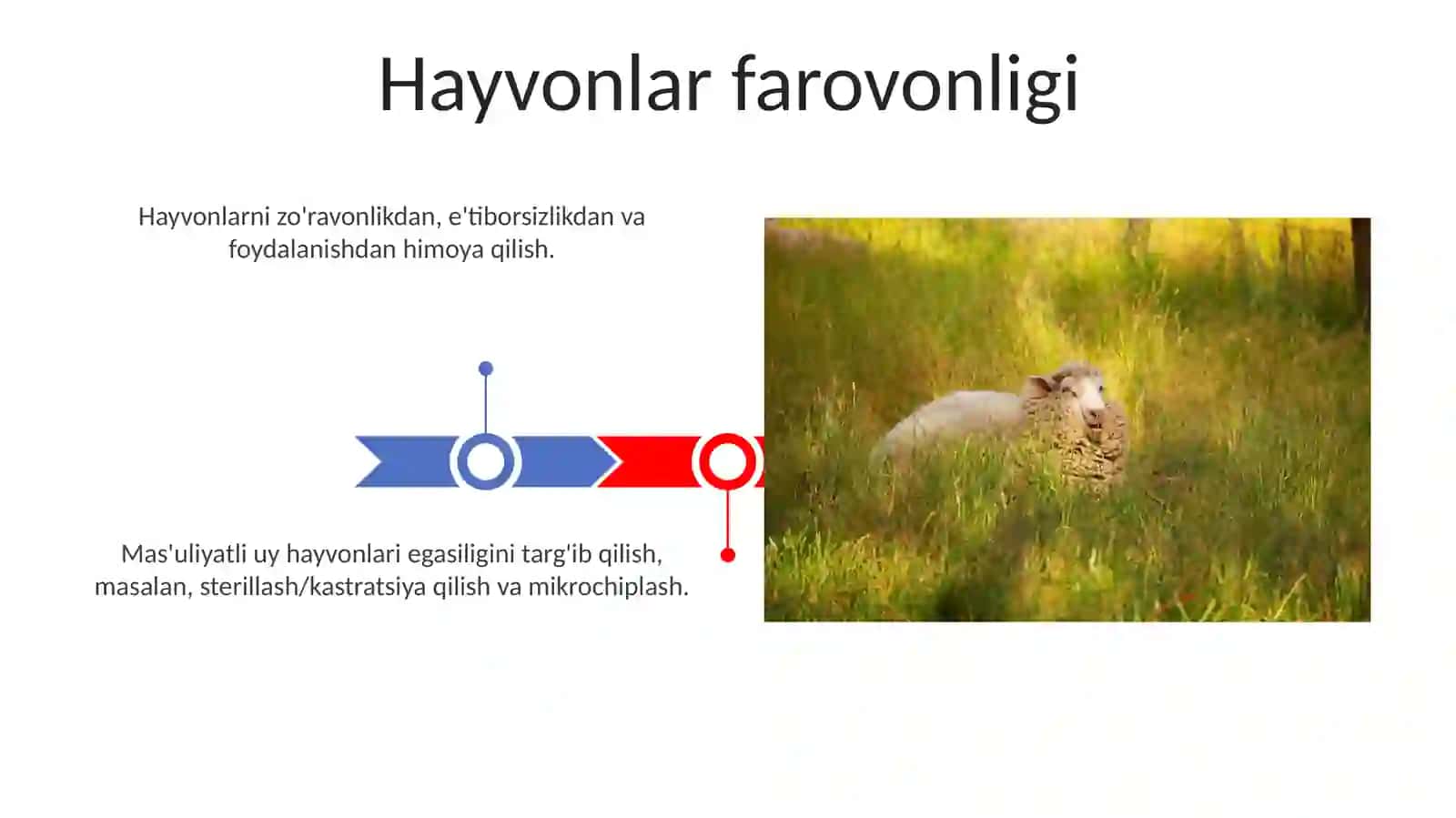 Umirtqali hayvonlar 3