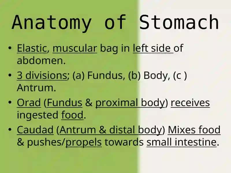 The movements of the stomach 3