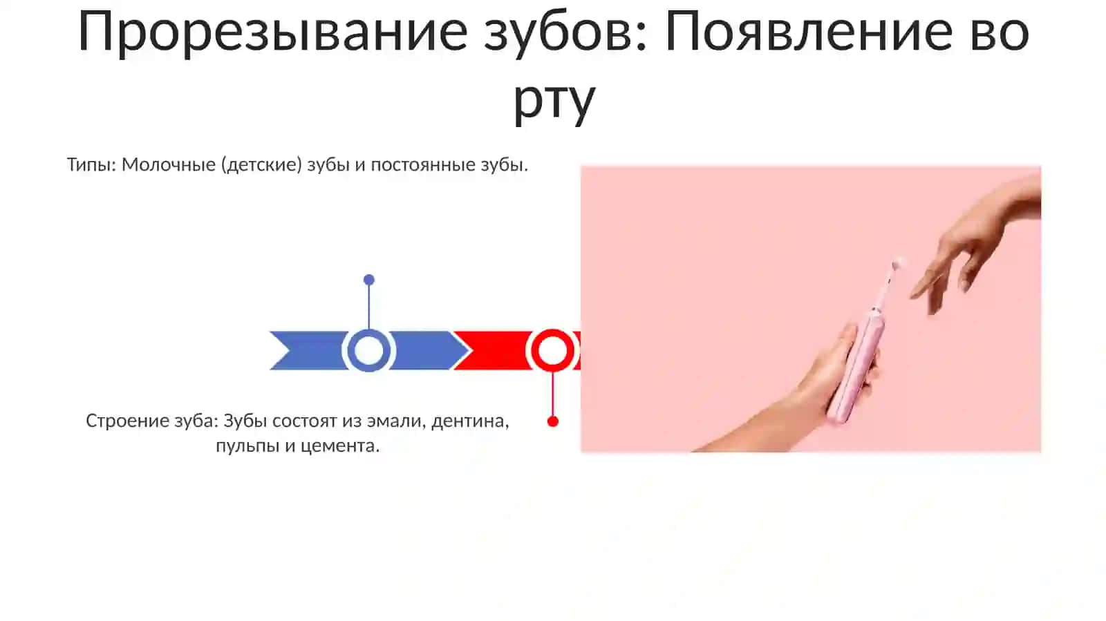 Строение зубов, виды и формирование 3