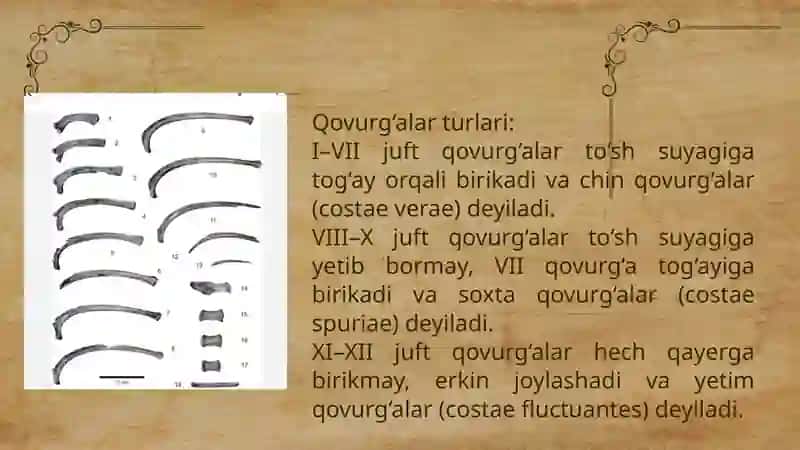 Qovurg'a, to'sh suyagi va ko'krak qafasi 3