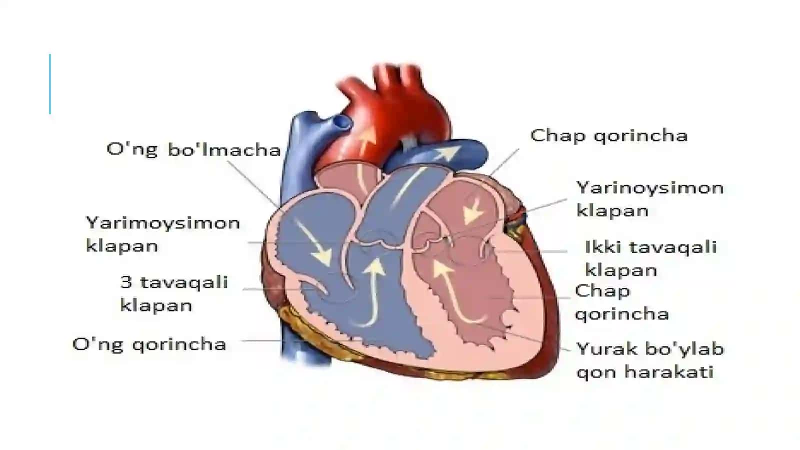 Yurak va qon tomir sistemasi 3