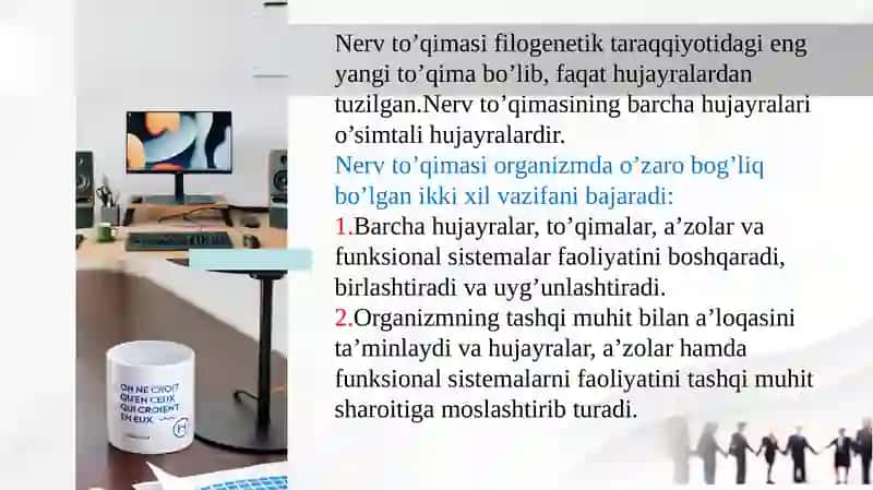 Nerv tizimi taraqqiyoti 3