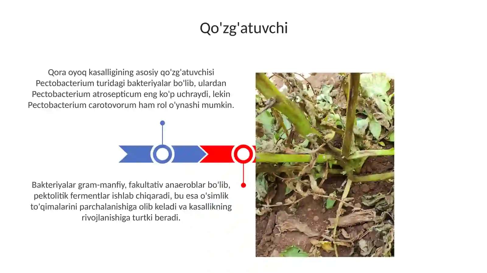 Kartoshkaning qora son kasalligi 3