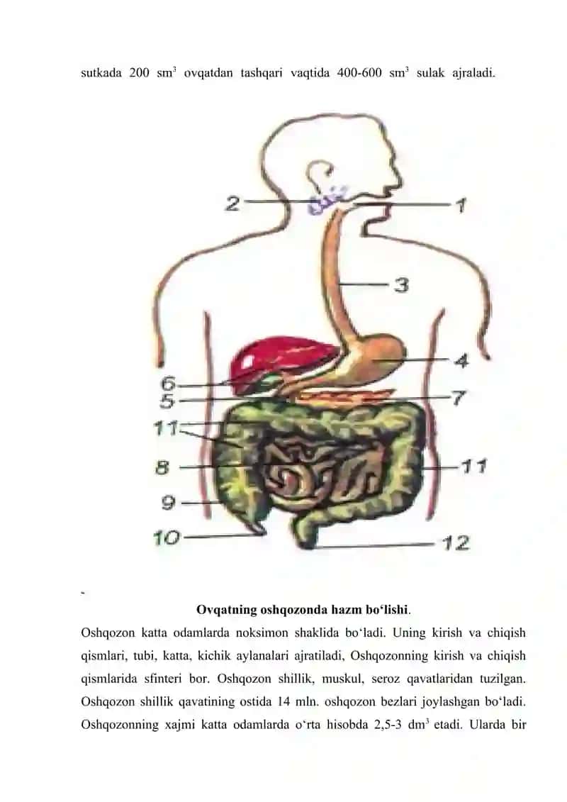 OVQAT HAZM QILISH TIZIMINING YOSH 3