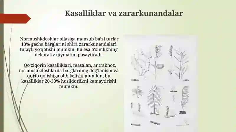 Normushkdoshlar (Celastraceae) oilasi 3