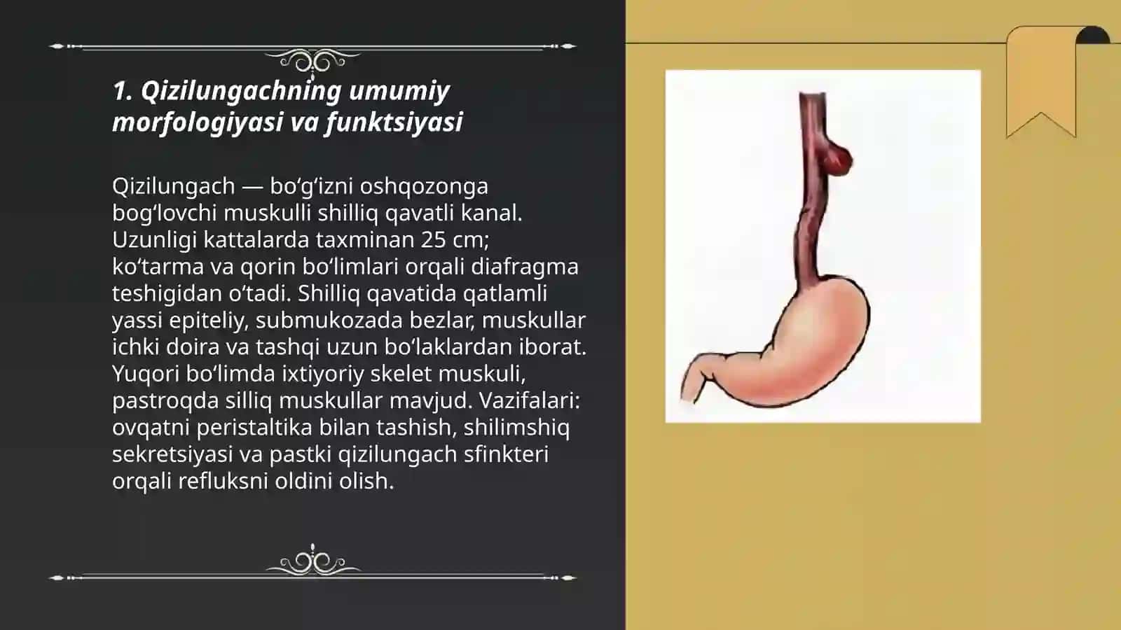 Qizilungach va qorin bo‘shlig‘i a’zolari 3