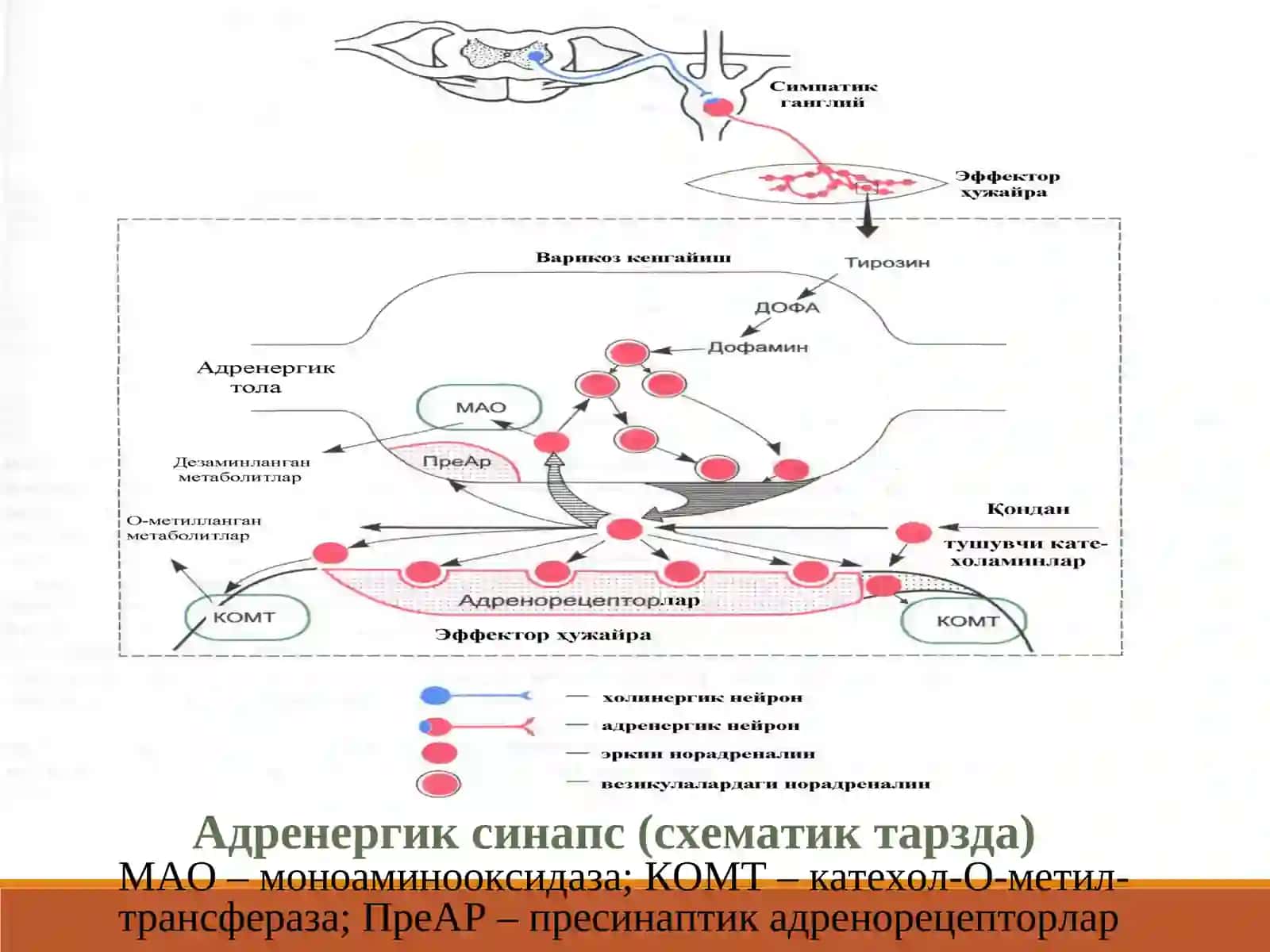 Адремометиклар симпатомиметикар (farmakalogiya) 3