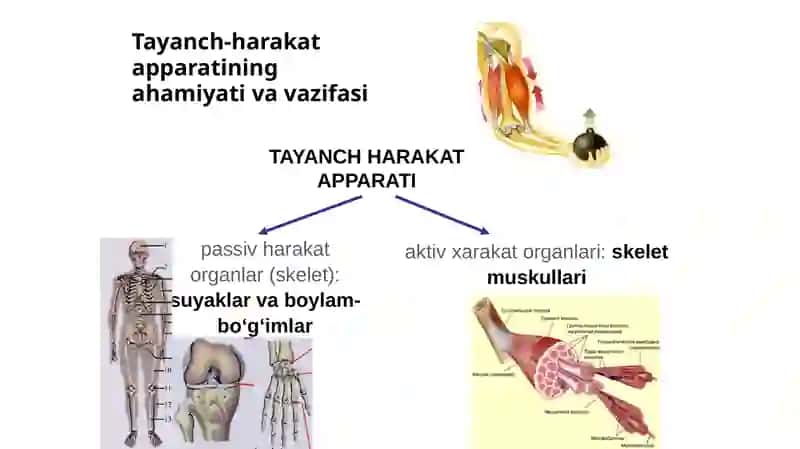 Tayanchharakatapparatining yoshga bog‘liq xususiyatlari 3