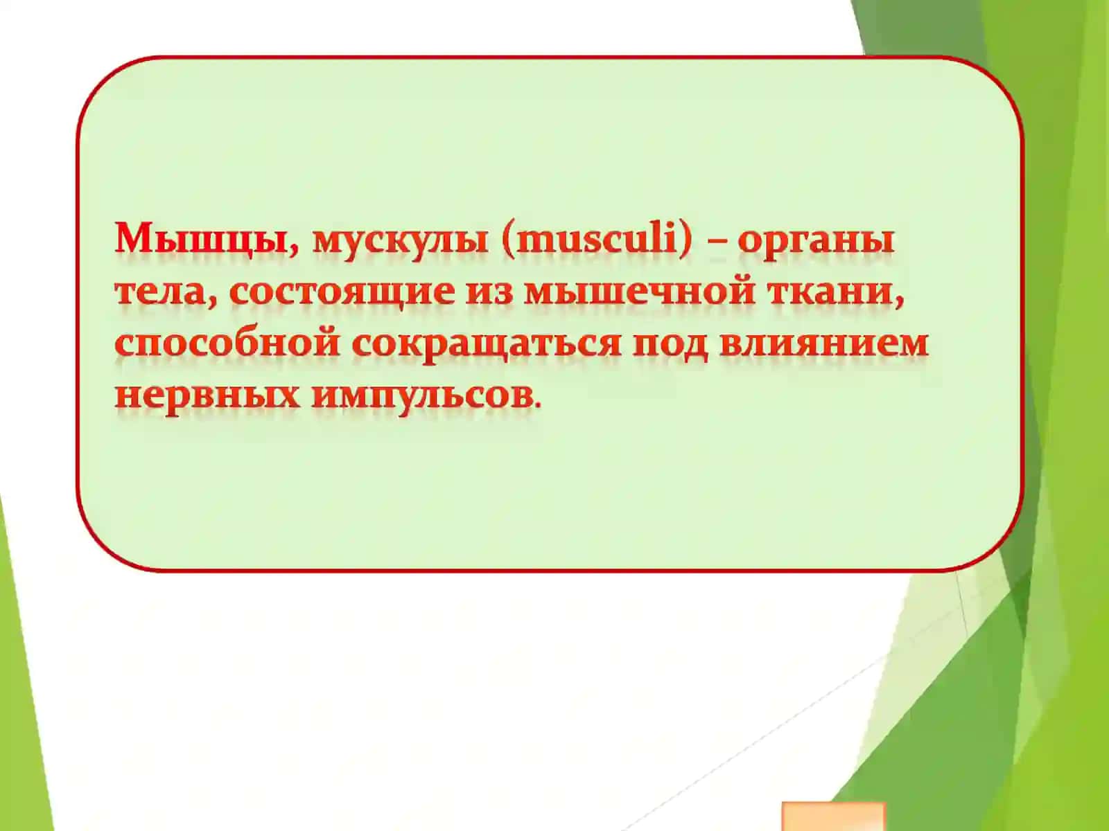 Мышцы человека 3