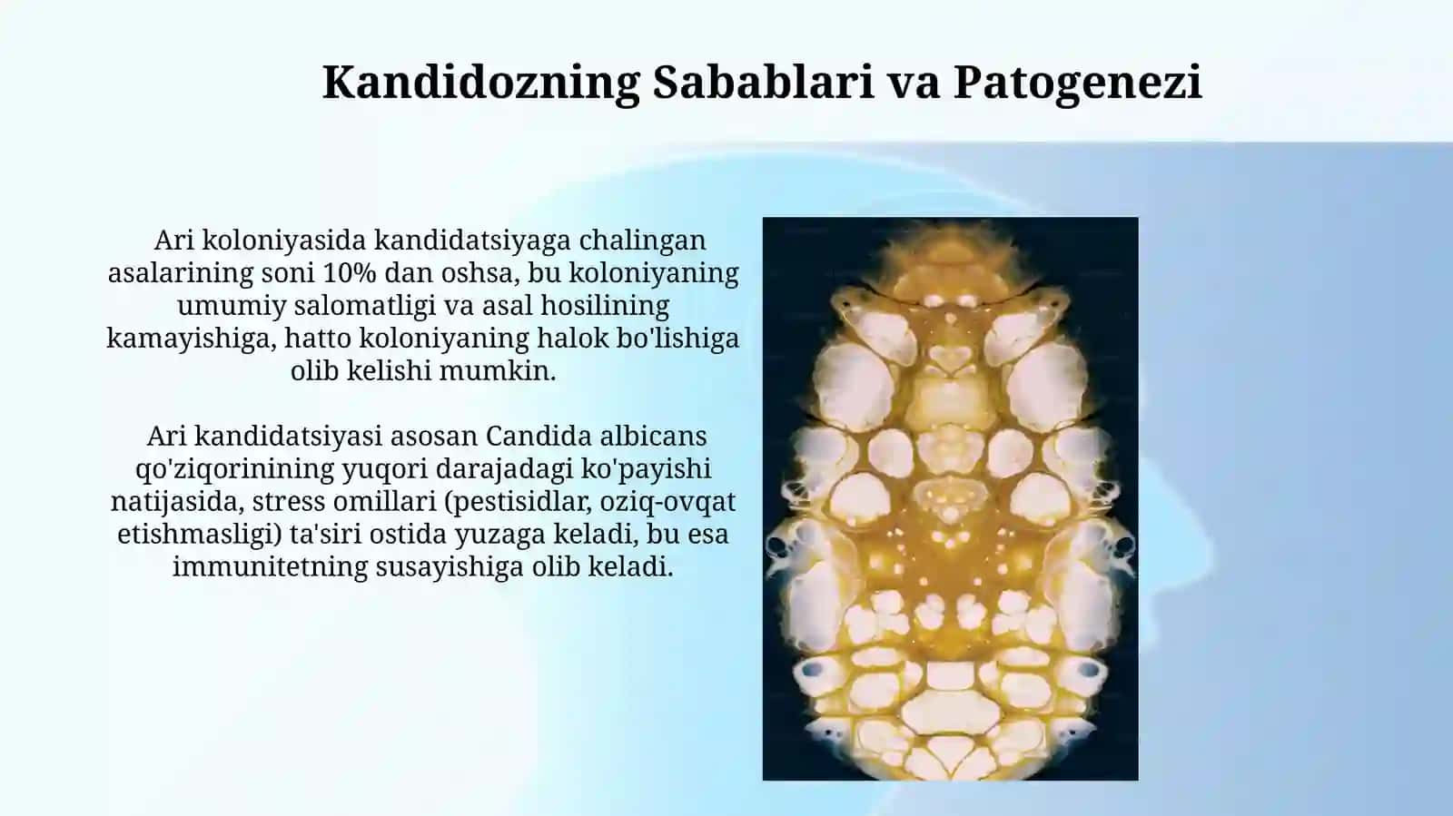 Asalarilarning kandidomikoz kasalligi 3