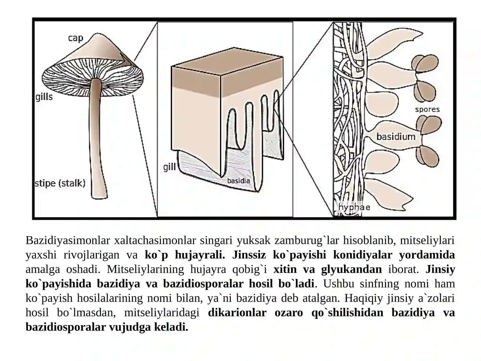 Bazidomitsetsimonlar(Basidiomycetes)sinfi 3