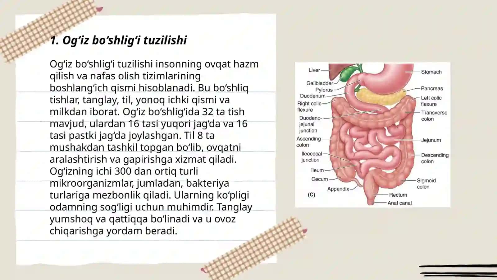 Og‘iz bo‘shlig‘i tuzilishi 3