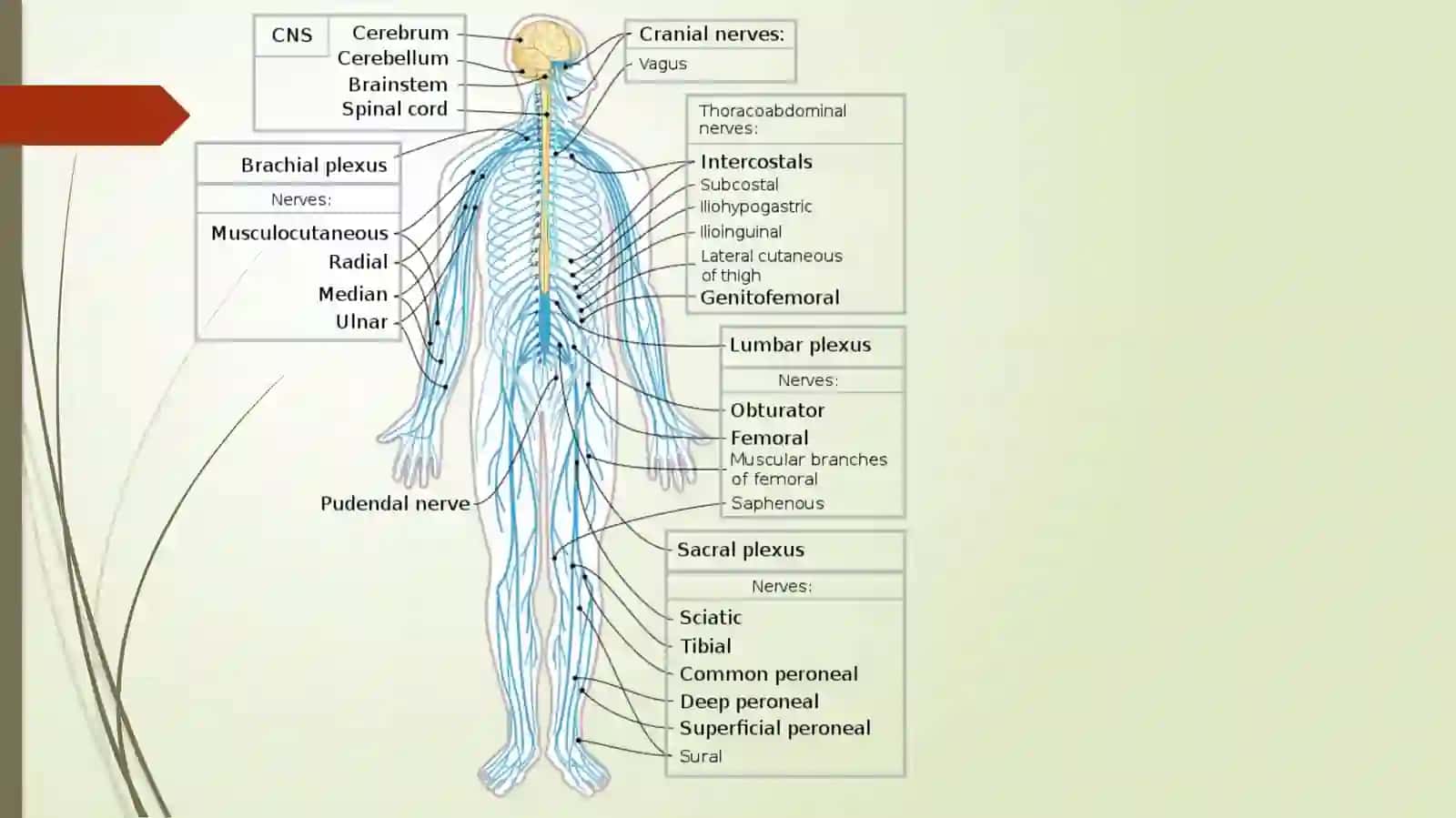 Orqamiya (Medulla spinalis) 3