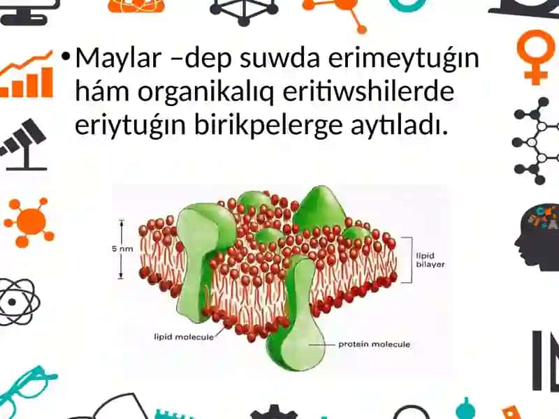Lipidlerhámolardıńalmasıwı 3