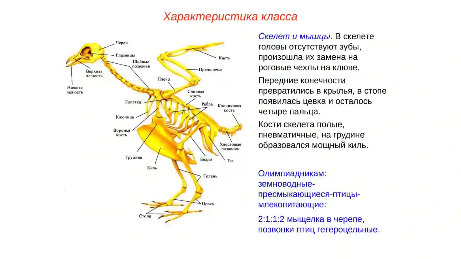 Класс Птицы (Aves) 3
