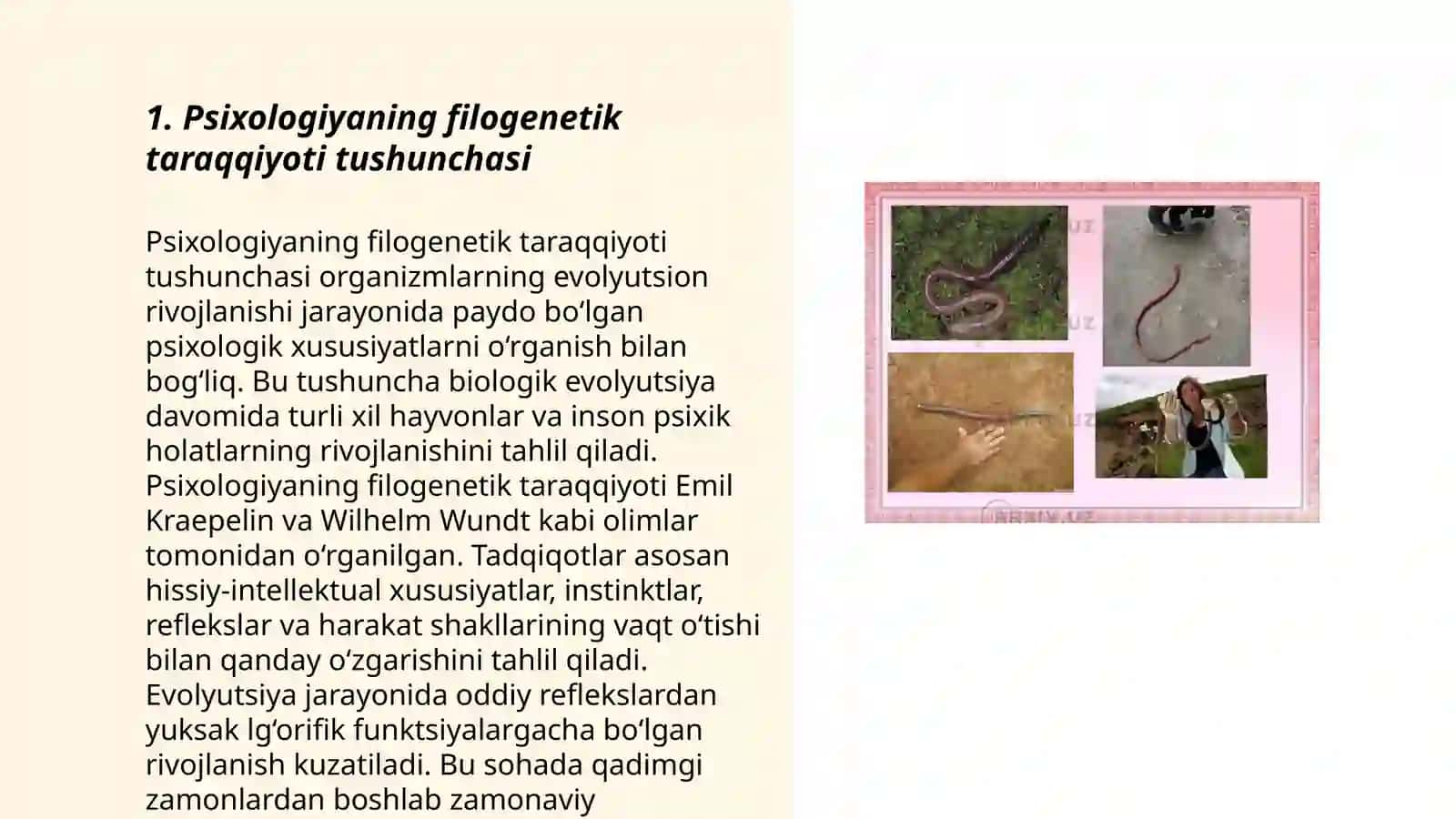 Psixologiyaning filogenetik taraqqiyoti 3