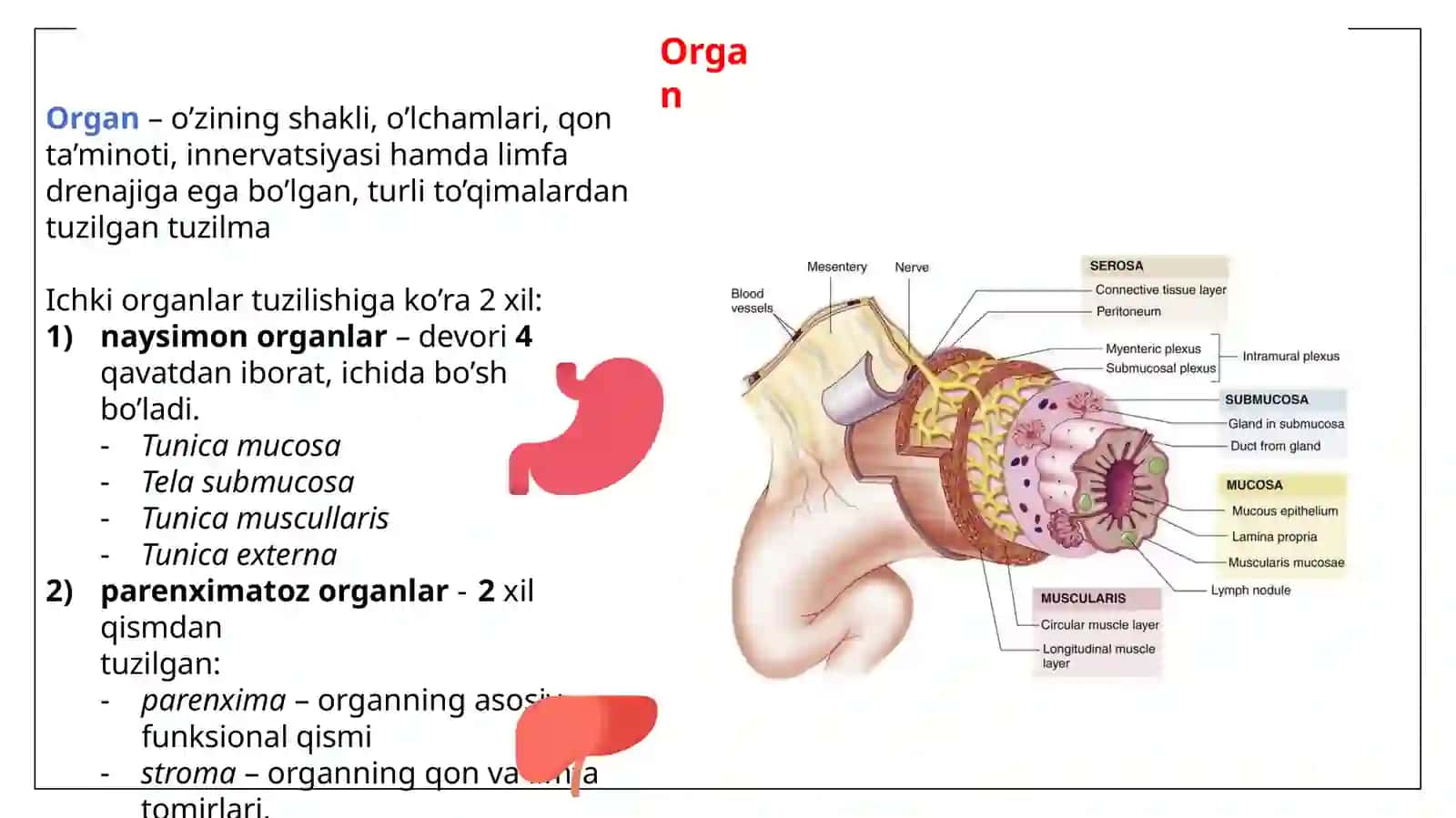 Splanchna ichlogos ta’limot 3
