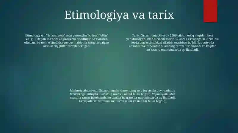 Xrizantema 3