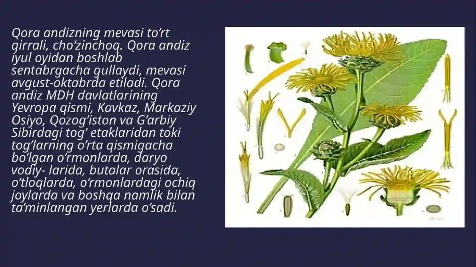Qoraandiz (Девясилвысокий) 3