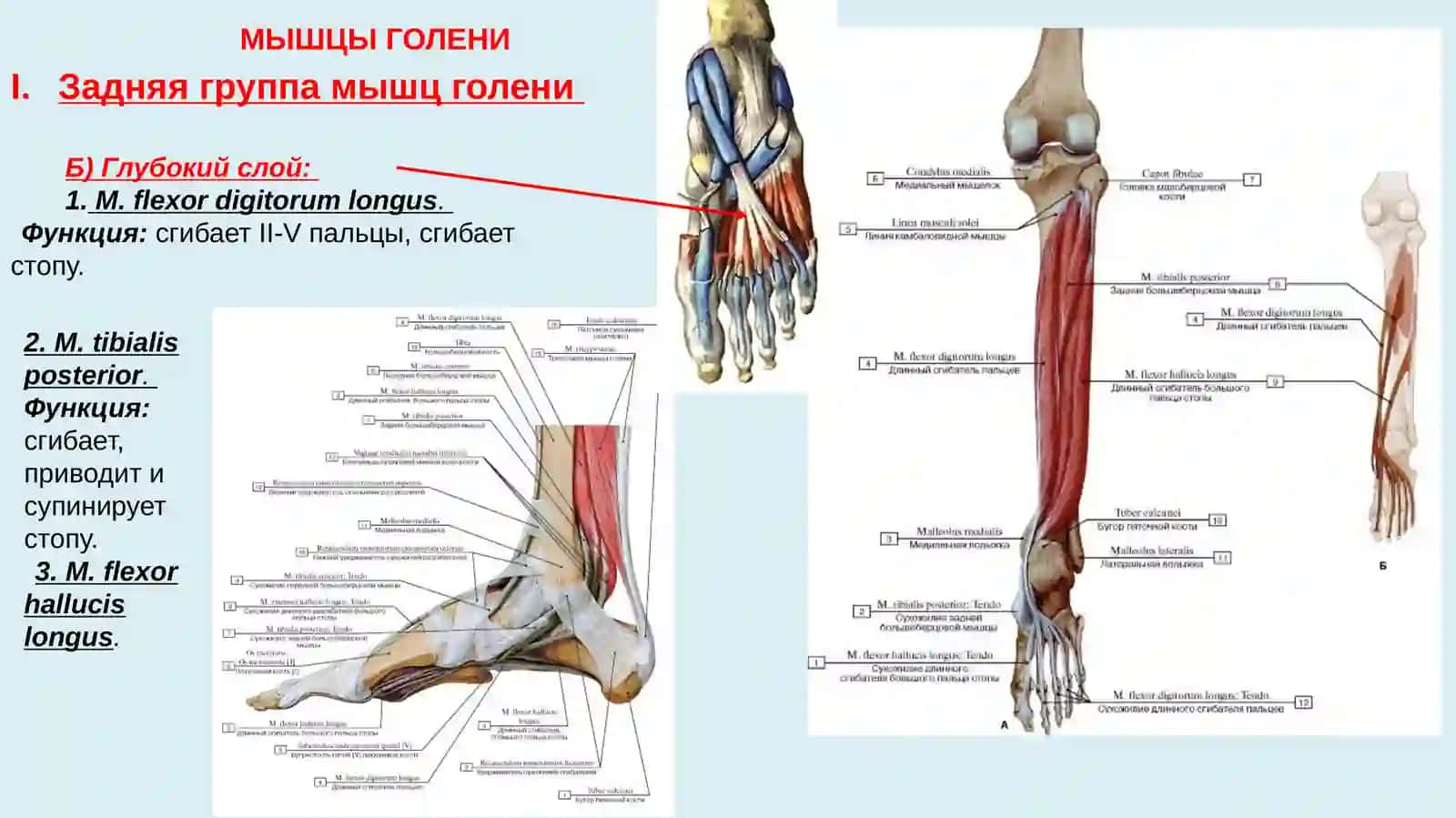 Мышцы голени и стопы 3