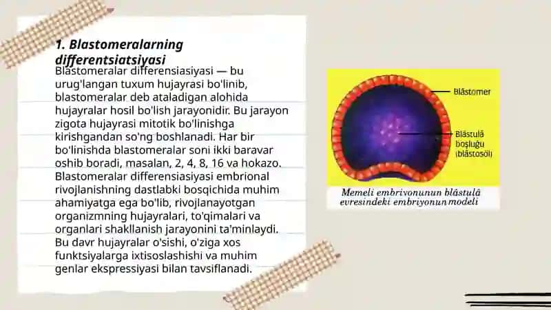 Blastomeralar Differensiasiyasi 3