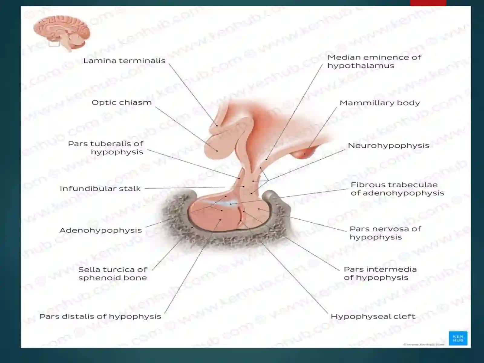 Hypotalamus 3