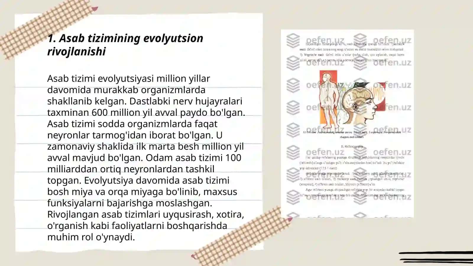 Asab tizimining oʻziga xosligi 3