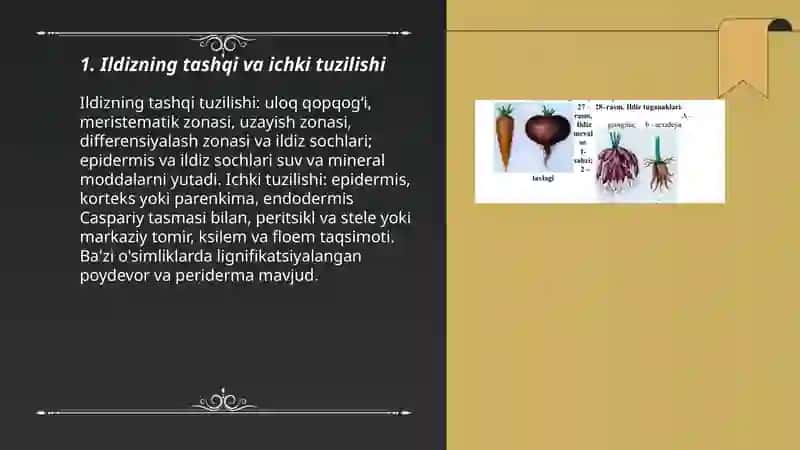 Ildiz va uning vazifalari. 3