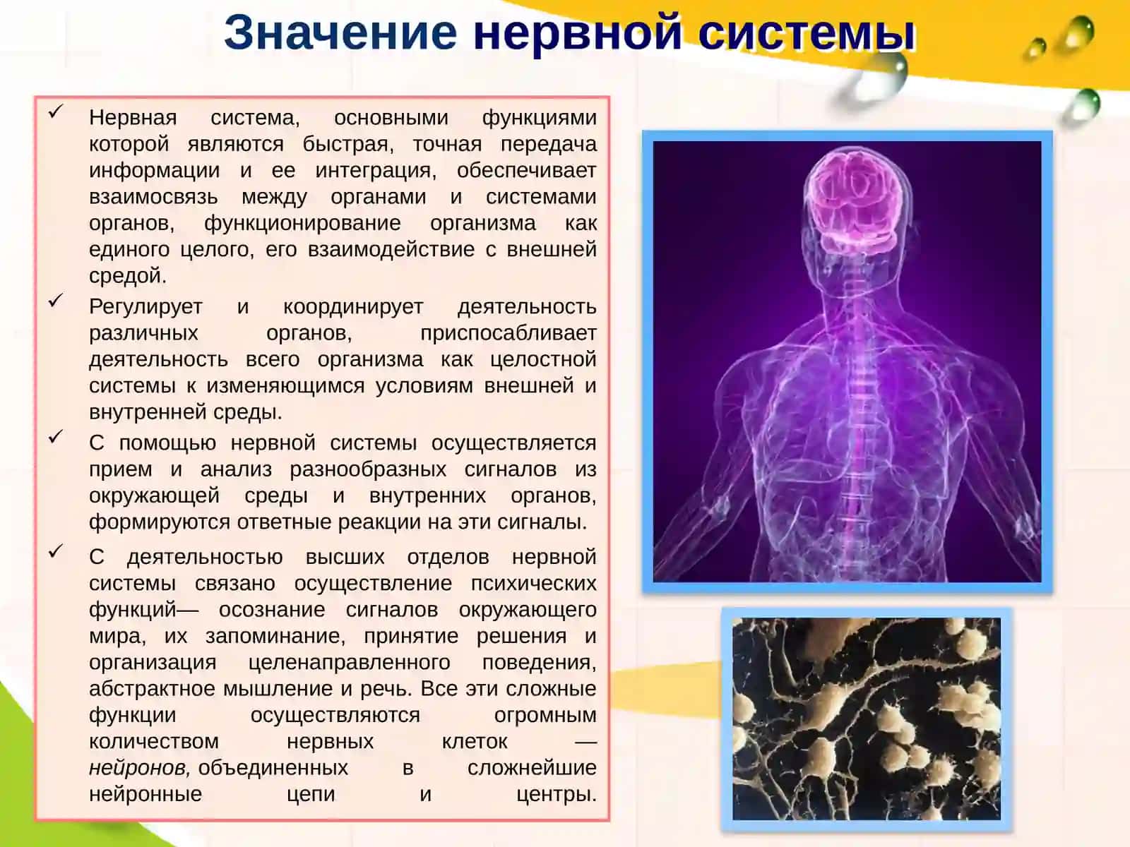 Нервная система человека 3