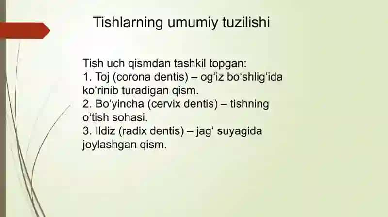 tishlar anatomiyasi va gistalogiyasi 3