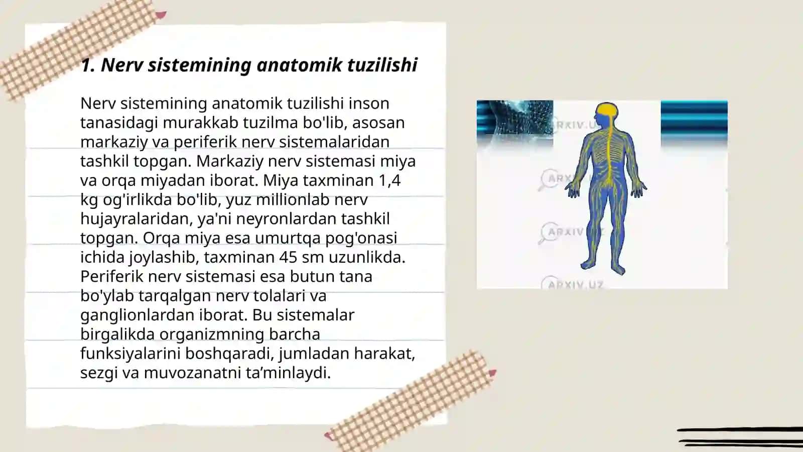 Nerv sistemasi va uning tuzilishi 3