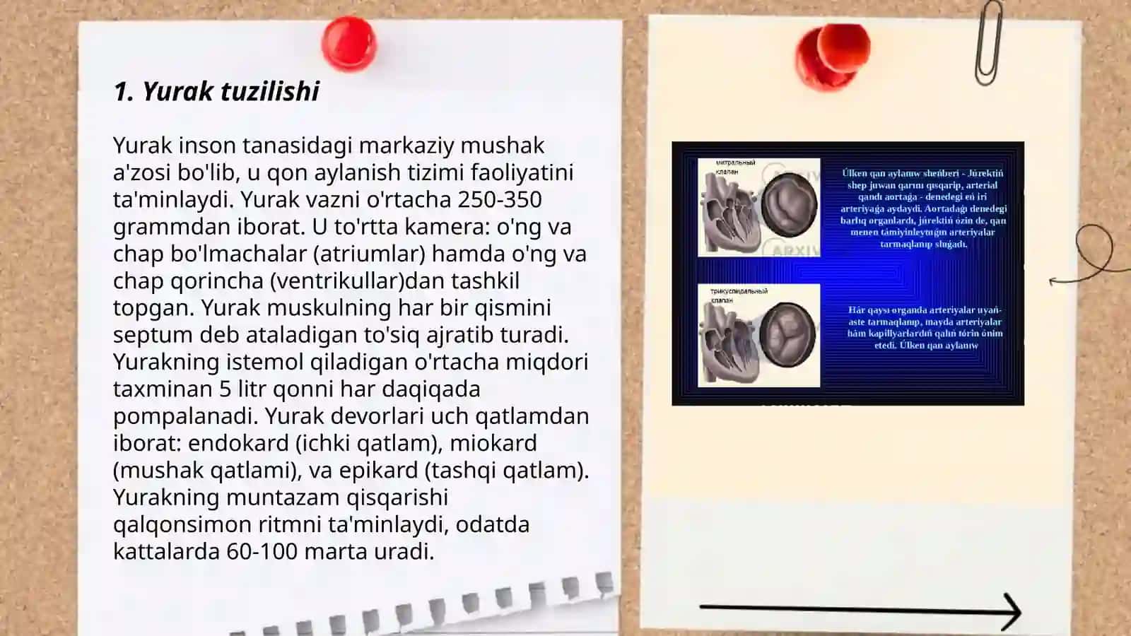 Qon aylanish tizimi 3