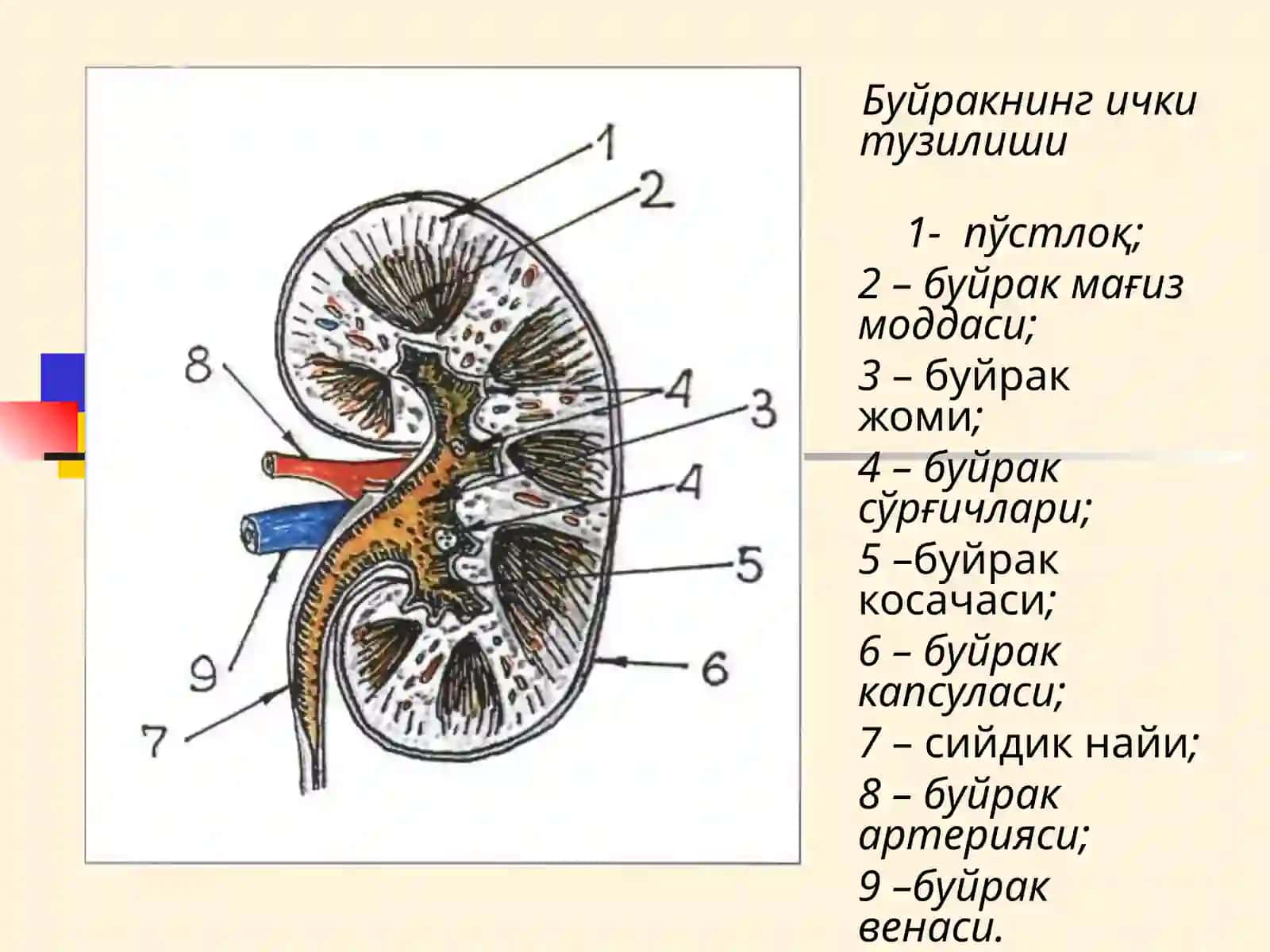 Буйраклар 3