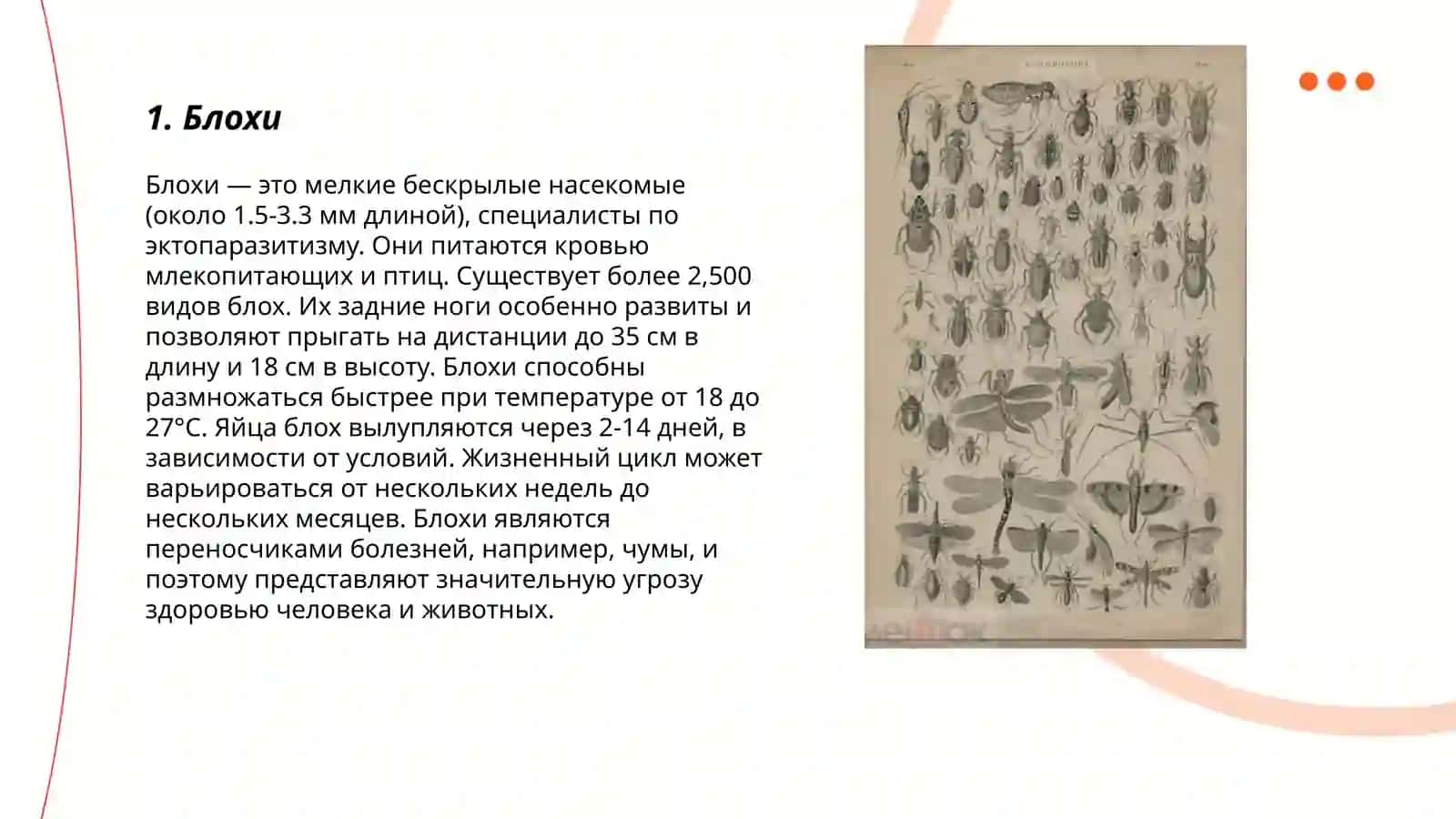 Насекомые паразиты 3