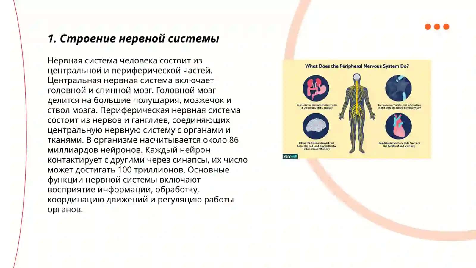 Нервная система 3