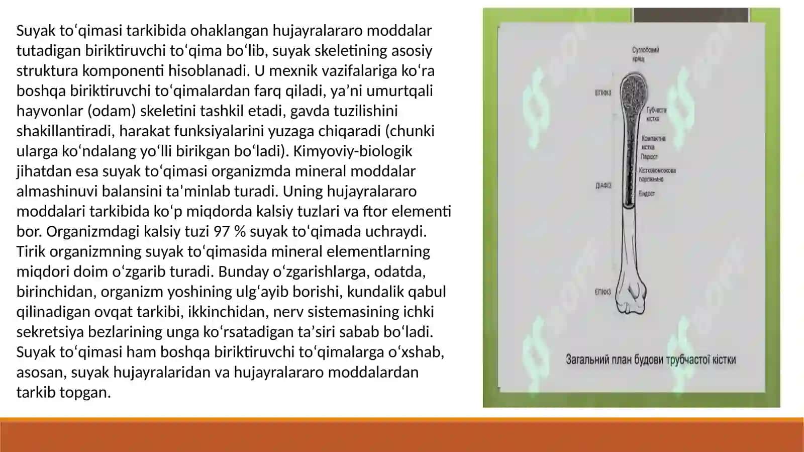 SUYAK VA TOG'AY TO'QIMASI 3